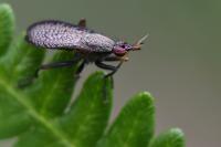 Coremacera marginata