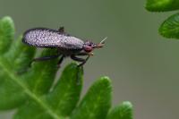 Coremacera marginata