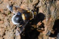 Eristalis intricaria