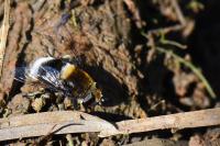 Eristalis intricaria
