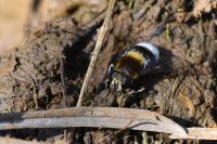 Eristalis intricaria