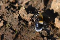 Eristalis intricaria