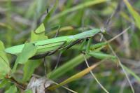 Mantis religiosa