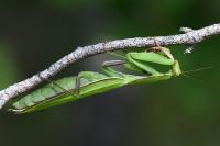 Mantis religiosa