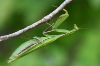 Mantis religiosa