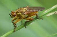 Scathophaga stercoraria