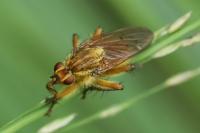 Scathophaga stercoraria