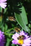 Eristalis nemorum