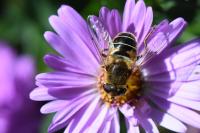 Eristalis nemorum