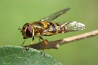 Syrphus torvus
