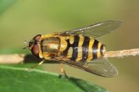 Syrphus torvus