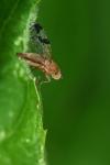 Tephritis bardanae