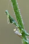 Terellia serratulae