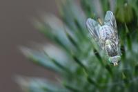 Terellia serratulae