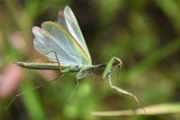 Mantis religiosa