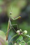 Mantis religiosa