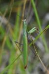 Mantis religiosa