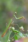 Mantis religiosa