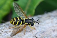 Chrysotoxum elegans