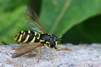 Chrysotoxum elegans
