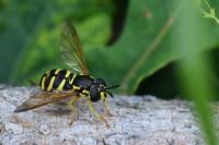 Chrysotoxum elegans