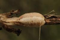 Mantis religiosa
