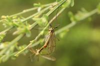 Nephrotoma appendiculata