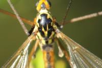 Nephrotoma appendiculata