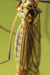 Nephrotoma appendiculata