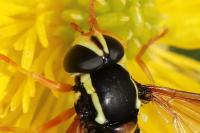 Philhelius citrofasciatus