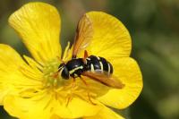 Philhelius citrofasciatus