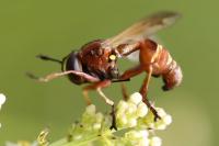 Physocephala