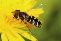 Scaeva pyrastri