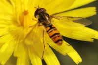 Episyrphus balteatus