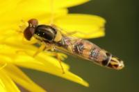 Sphaerophoria scripta