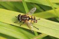 Helophilus pendulus