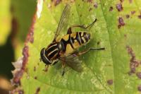Helophilus pendulus