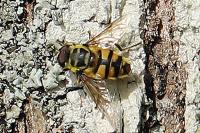 Myathropa florea