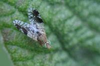 Tephritis divisa