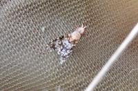 Trypetoptera punctulata