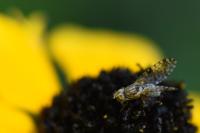 Campiglossa bidentis