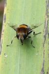 Eristalis intricaria