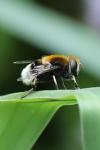 Eristalis intricaria