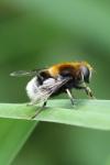 Eristalis intricaria