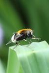 Eristalis intricaria