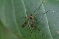 Ptychoptera albimana