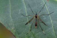 Ptychoptera albimana