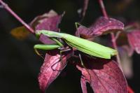 Mantis religiosa