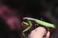 Mantis religiosa