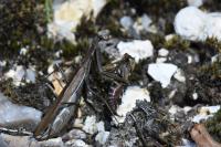 Mantis religiosa